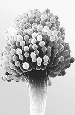 ���׶���