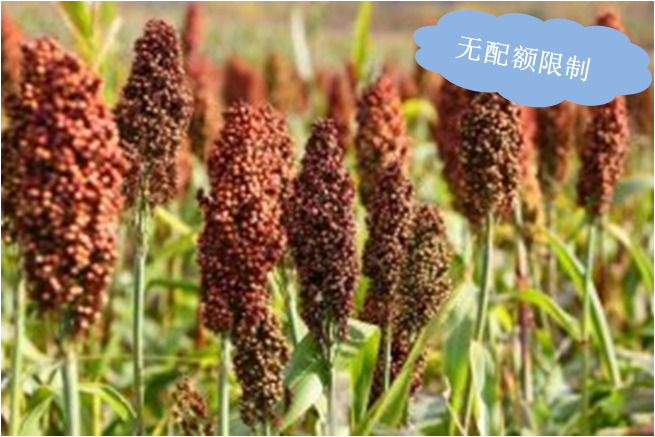 �o���~����